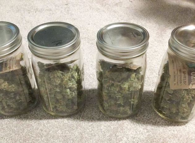 Гроурепорт сорта конопли Sugar Candy от сидбанка Delicious Seeds