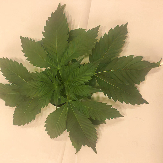 Гроурепорт сорта конопли Sugar Candy от сидбанка Delicious Seeds