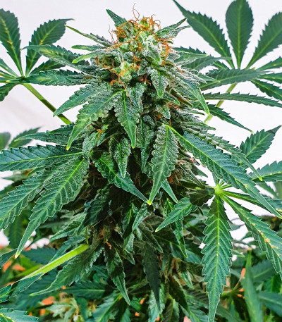 Сорт Kali Banner fem (AlphaFem Seeds) Сорт Kali Banner fem (AlphaFem Seeds) — изображение 4