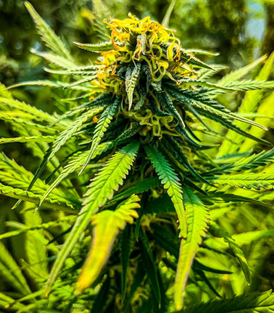 Сорт Kali Banner fem (AlphaFem Seeds) Сорт Kali Banner fem (AlphaFem Seeds) — изображение 6