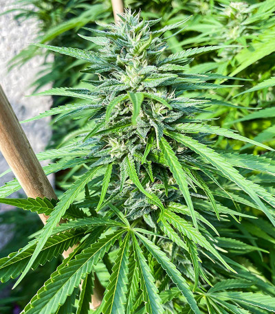 Сорт Kali Banner fem (AlphaFem Seeds) Сорт Kali Banner fem (AlphaFem Seeds) — изображение 7