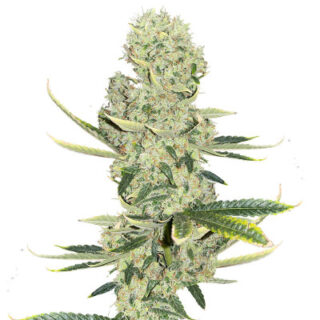 Сорт Kali Banner fem (AlphaFem Seeds) Сорт Kali Banner fem (AlphaFem Seeds)