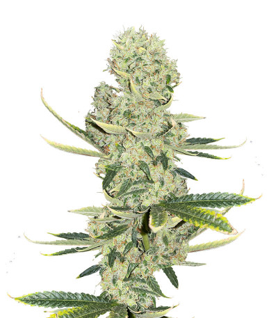 Сорт Kali Banner fem (AlphaFem Seeds) Сорт Kali Banner fem (AlphaFem Seeds)