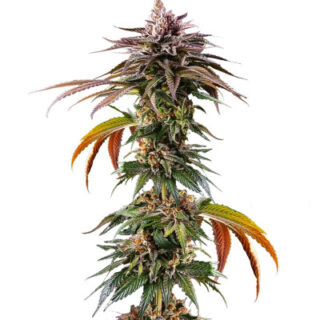 Сорт Kush Mintz fem (Barney's Farm) Сорт Kush Mintz fem (Barney's Farm)