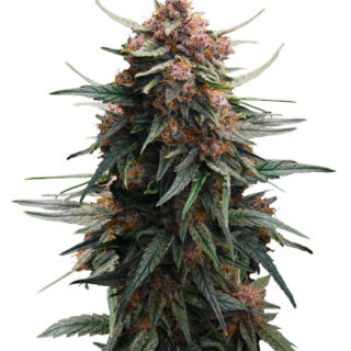Сорт Lemon Cherry Cookies Auto fem (FastBuds) Сорт Lemon Cherry Cookies Auto fem (FastBuds)
