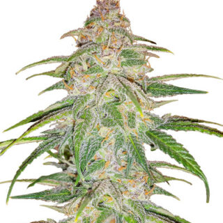 Сорт Mandarin Thuggee fem (AlphaFem Seeds) Сорт Mandarin Thuggee fem (AlphaFem Seeds)