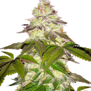 Сорт Milky Dreams fem (GHS) Сорт Milky Dreams fem (GHS)