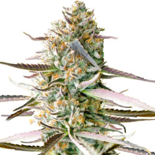 Сорт Runtz Fast Flowering fem (Humboldt Seed Organization) Сорт Runtz Fast Flowering fem (Humboldt Seed Organization)