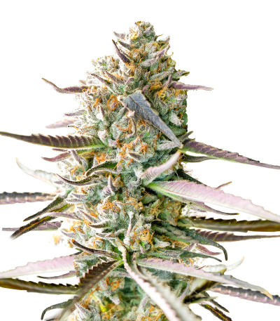 Сорт Runtz Fast Flowering fem (Humboldt Seed Organization) Сорт Runtz Fast Flowering fem (Humboldt Seed Organization)
