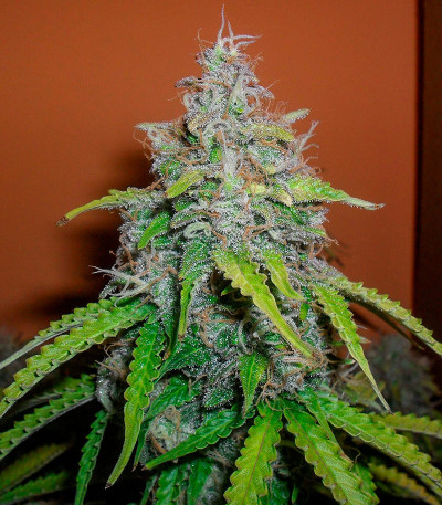 Сорт Totally Alpha OG Auto fem (AlphaFem Seeds) Сорт Totally Alpha OG Auto fem (AlphaFem Seeds) — изображение 3