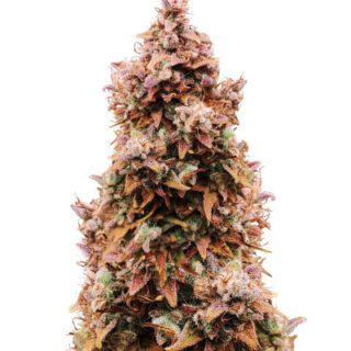 Сорт Totally Alpha OG Auto fem (AlphaFem Seeds) Сорт Totally Alpha OG Auto fem (AlphaFem Seeds)
