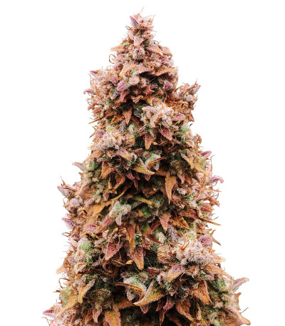 Сорт Totally Alpha OG Auto fem (AlphaFem Seeds) Сорт Totally Alpha OG Auto fem (AlphaFem Seeds)