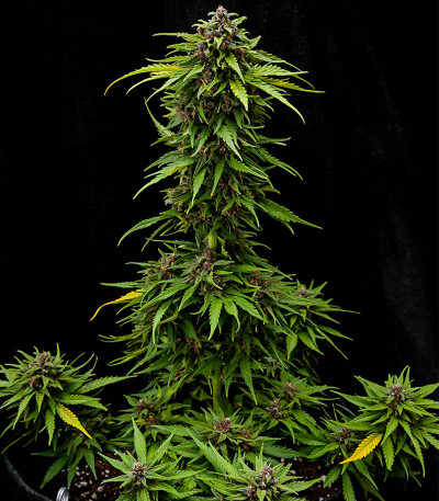Сорт Tropicana Cookies Auto fem (FastBuds) Сорт Tropicana Cookies Auto fem (FastBuds) — изображение 6
