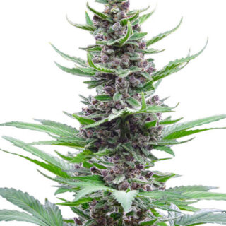 Сорт Tropicana Cookies Auto fem (FastBuds)