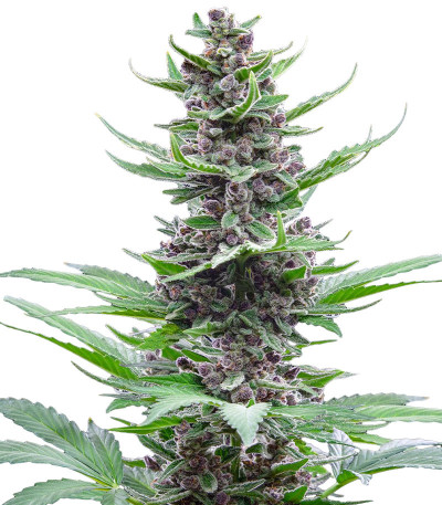 Сорт Tropicana Cookies Auto fem (FastBuds) Сорт Tropicana Cookies Auto fem (FastBuds)
