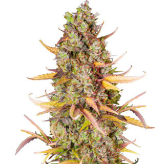 Сорт Wedding Cheesecake FF fem (FastBuds)