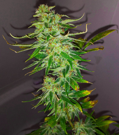 Сорт WiFi Kush fem (AlphaFem Seeds) Сорт WiFi Kush fem (AlphaFem Seeds) — изображение 2