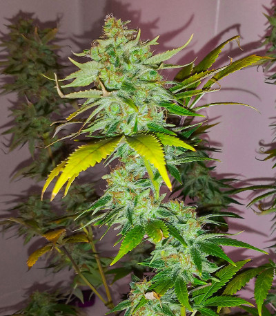 Сорт WiFi Kush fem (AlphaFem Seeds) Сорт WiFi Kush fem (AlphaFem Seeds) — изображение 3