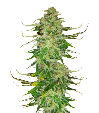 Сорт WiFi Kush fem (AlphaFem Seeds) Сорт WiFi Kush fem (AlphaFem Seeds)