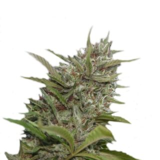 Сорт Auto Whiteberry fem (Paradise Seeds)