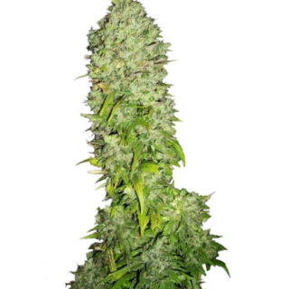 Сорт Big Bang fem (GHS) Сорт Big Bang fem (GHS)