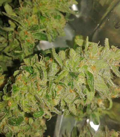 Сорт CBD Auto 1:1 (CBD Crack auto) fem (FastBuds) Сорт CBD Auto 1:1 (CBD Crack auto) fem (FastBuds) — изображение 3