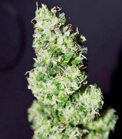 Сорт CBD Auto 1:1 (CBD Crack auto) fem (FastBuds) Сорт CBD Auto 1:1 (CBD Crack auto) fem (FastBuds) — изображение 4