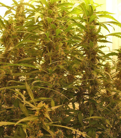 Сорт CBD Auto 1:1 (CBD Crack auto) fem (FastBuds) Сорт CBD Auto 1:1 (CBD Crack auto) fem (FastBuds) — изображение 5