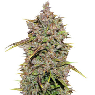 Сорт CBD Auto 1:1 (CBD Crack auto) fem (FastBuds)