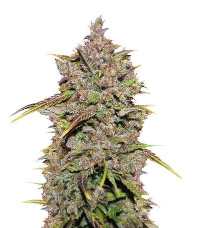 Сорт CBD Auto 1:1 (CBD Crack auto) fem (FastBuds) Сорт CBD Auto 1:1 (CBD Crack auto) fem (FastBuds)