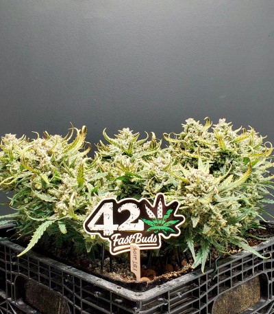 Сорт Forbidden Runtz Auto fem (FastBuds) Сорт Forbidden Runtz Auto fem (FastBuds) — изображение 5