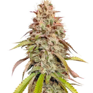 Сорт Gorilla Melon fem (FastBuds)
