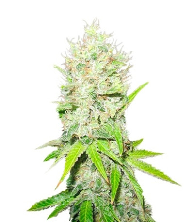 Сорт Jack La Mota fem (Medical Seeds) Сорт Jack La Mota fem (Medical Seeds)