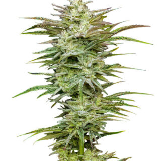 Сорт Jelly Donutz Auto fem (Humboldt Seed Company)