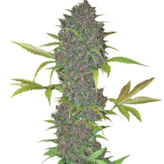 Сорт LSD-25 auto fem (FastBuds)