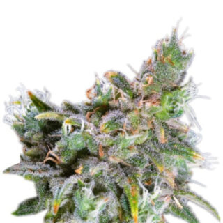 Сорт Magic Bud fem (Paradise Seeds)