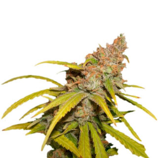 Сорт Pineapple Chunk fem (Barney's Farm)