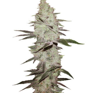 Сорт Six Shooter auto fem (FastBuds)