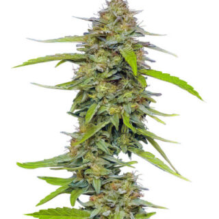Сорт Strawberry Cheesecake Auto fem (Humboldt Seed Company)
