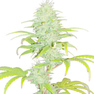 Сорт Wedding Cake fem (Barney's Farm) Сорт Wedding Cake fem (Barney's Farm)