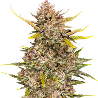 Сорт Ztrawberriez Auto fem (FastBuds)