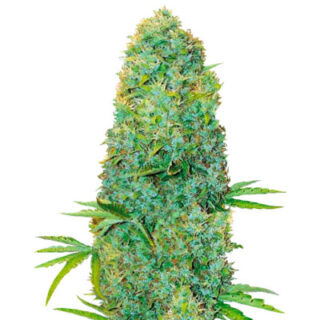 Сорт Amnesia Haze fem (Victory Seeds) Сорт Amnesia Haze fem (Victory Seeds)