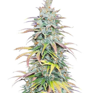 Сорт Apple Betty fem (Herbies Seeds) Сорт Apple Betty fem (Herbies Seeds)