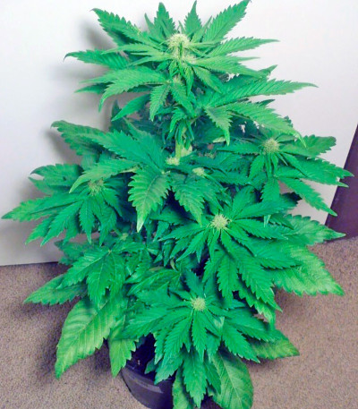 Сорт Big Bang fem (GHS) Сорт Big Bang fem (GHS) — изображение 4