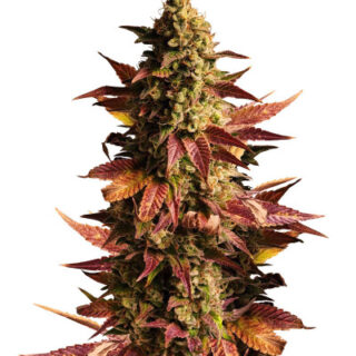 Сорт Gelato #45 fem (Barney's Farm)