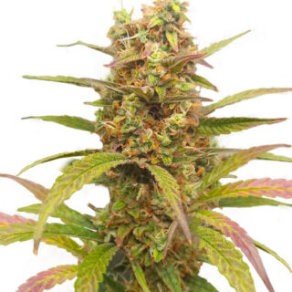 Сорт HulkBerry Automatic fem (RQS) Сорт HulkBerry Automatic fem (RQS)