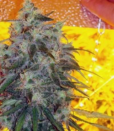 Сорт Jack La Mota fem (Medical Seeds) Сорт Jack La Mota fem (Medical Seeds) — изображение 2