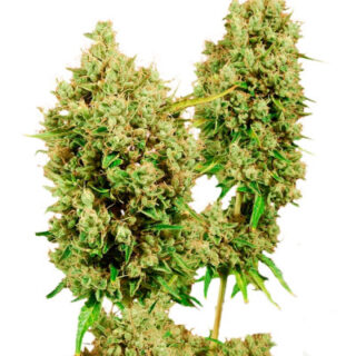 Сорт LSD fem (Barney's Farm)