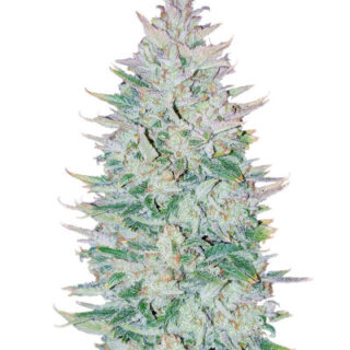 Сорт Original Auto OG Kush fem (FastBuds)