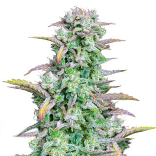 Сорт Strawberry Banana Auto fem (FastBuds)